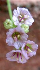  Flowers with 3 stamens